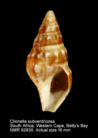 Clionella subventricosa.jpg - Clionella subventricosa (E.A.Smith,1877)